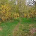 chemin