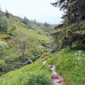 Chemin d'accès à la cascade